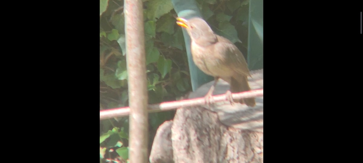 Eurasian Blackbird - ML622068498