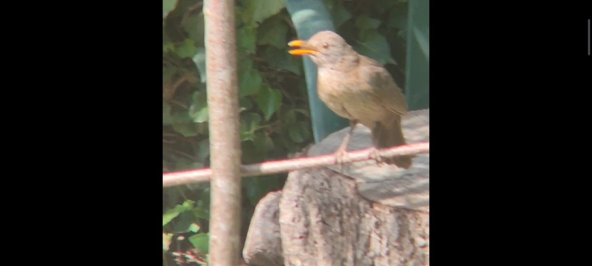 Eurasian Blackbird - ML622068499