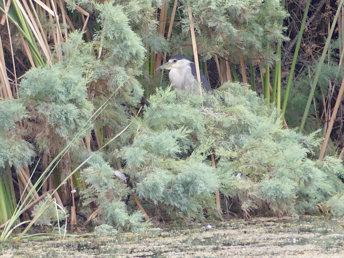 Black-crowned Night Heron - ML622068501