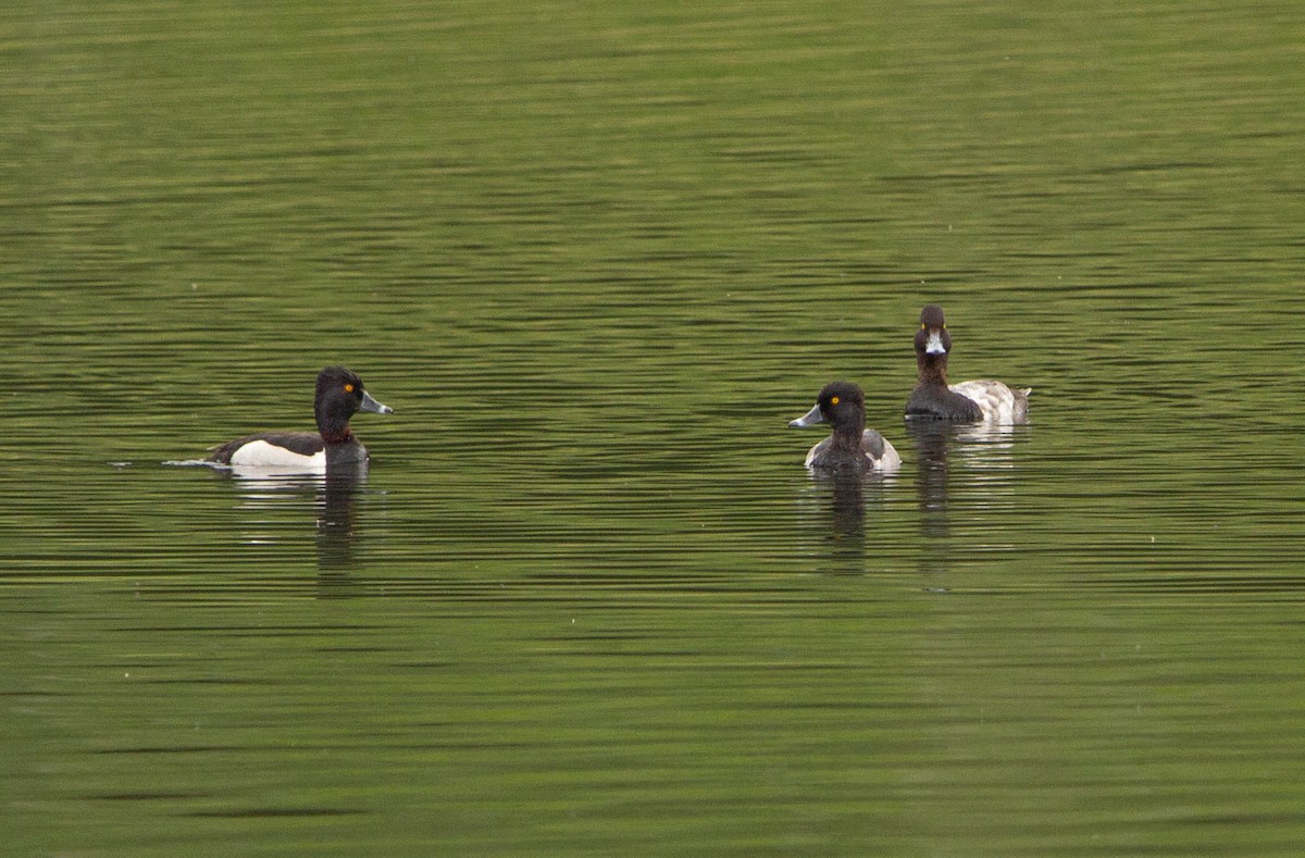 Ring-necked Duck - ML622068503