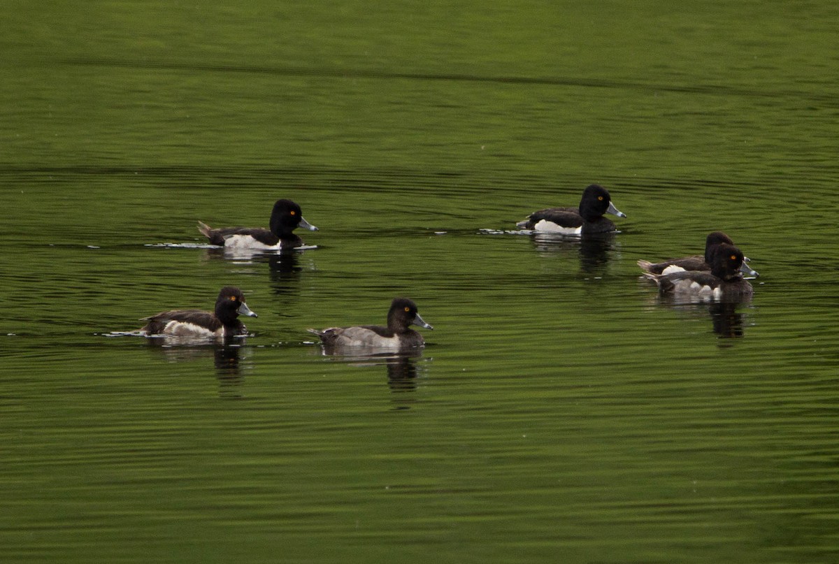 Ring-necked Duck - ML622068504