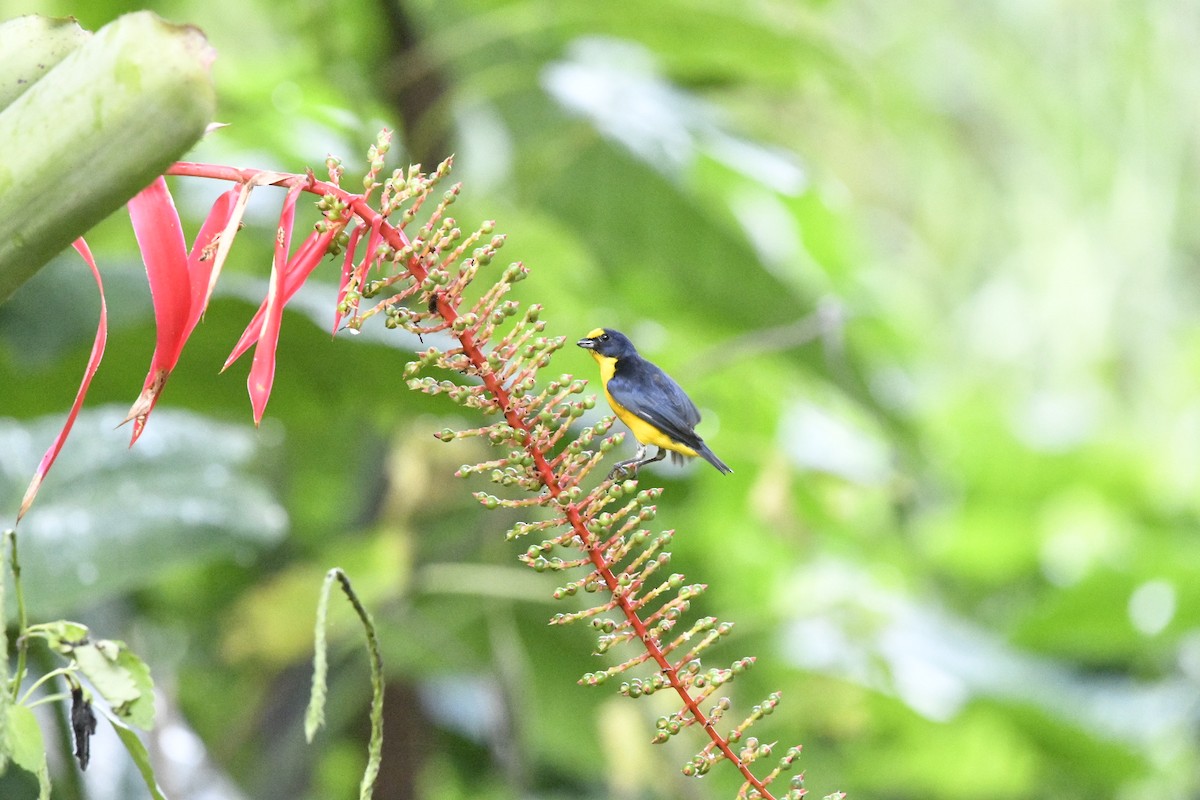 Yellow-throated Euphonia - ML622068505