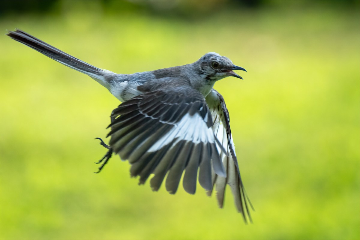 Northern Mockingbird - ML622068507