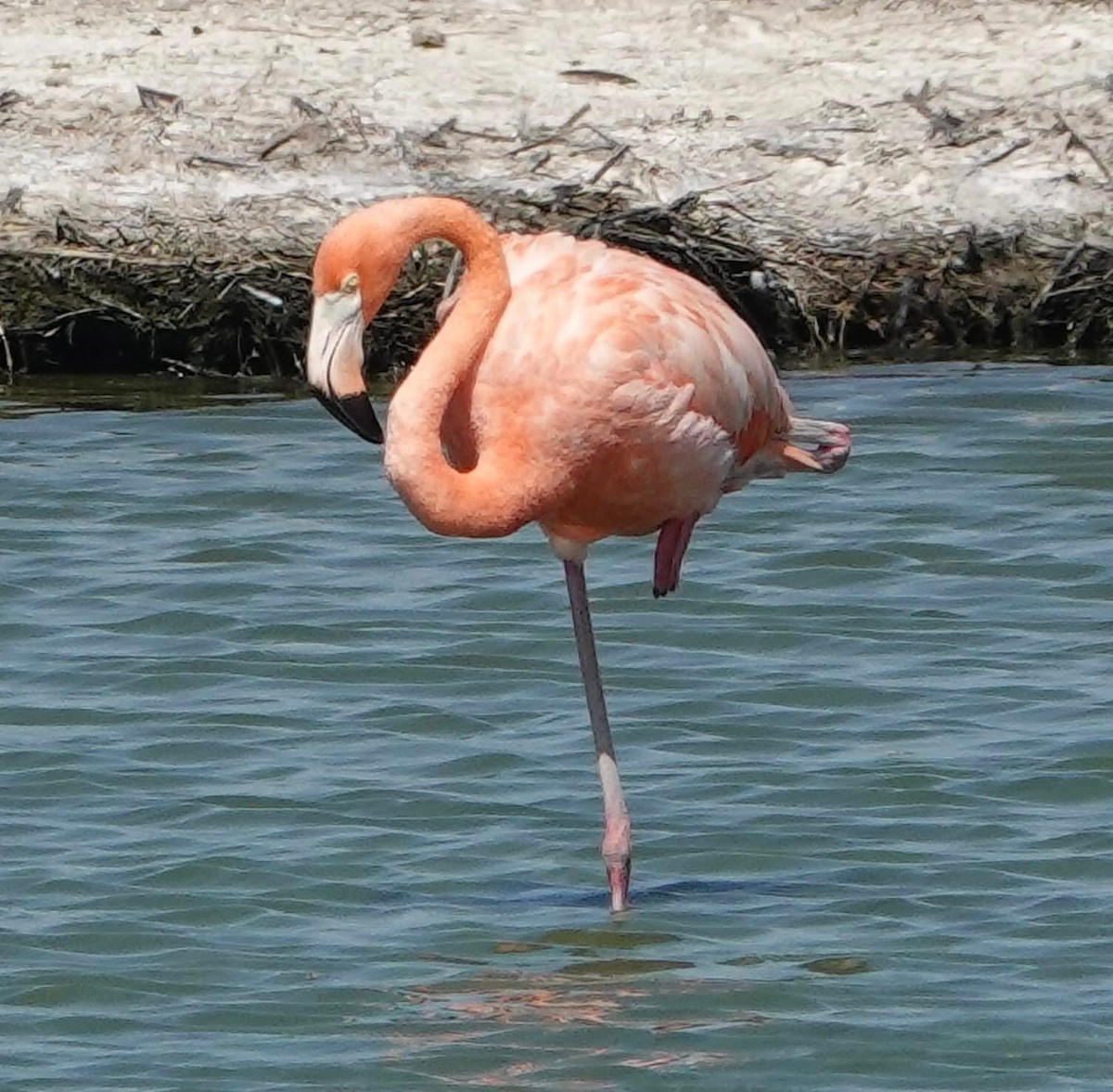 Fenicottero caraibico - ML622068514