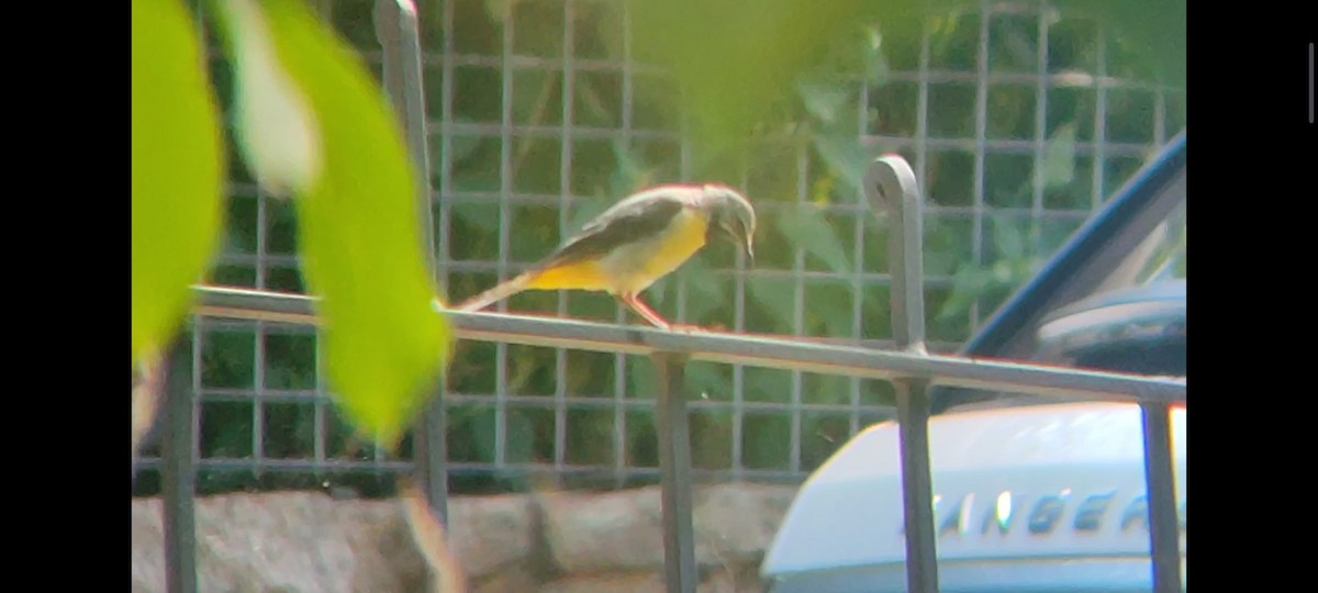 Gray Wagtail - ML622068535