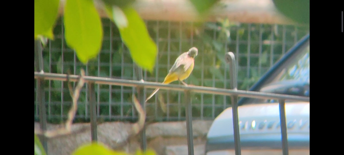 Gray Wagtail - ML622068536