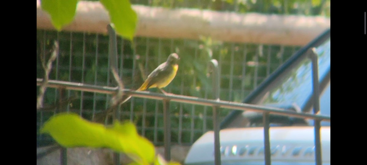 Gray Wagtail - ML622068537