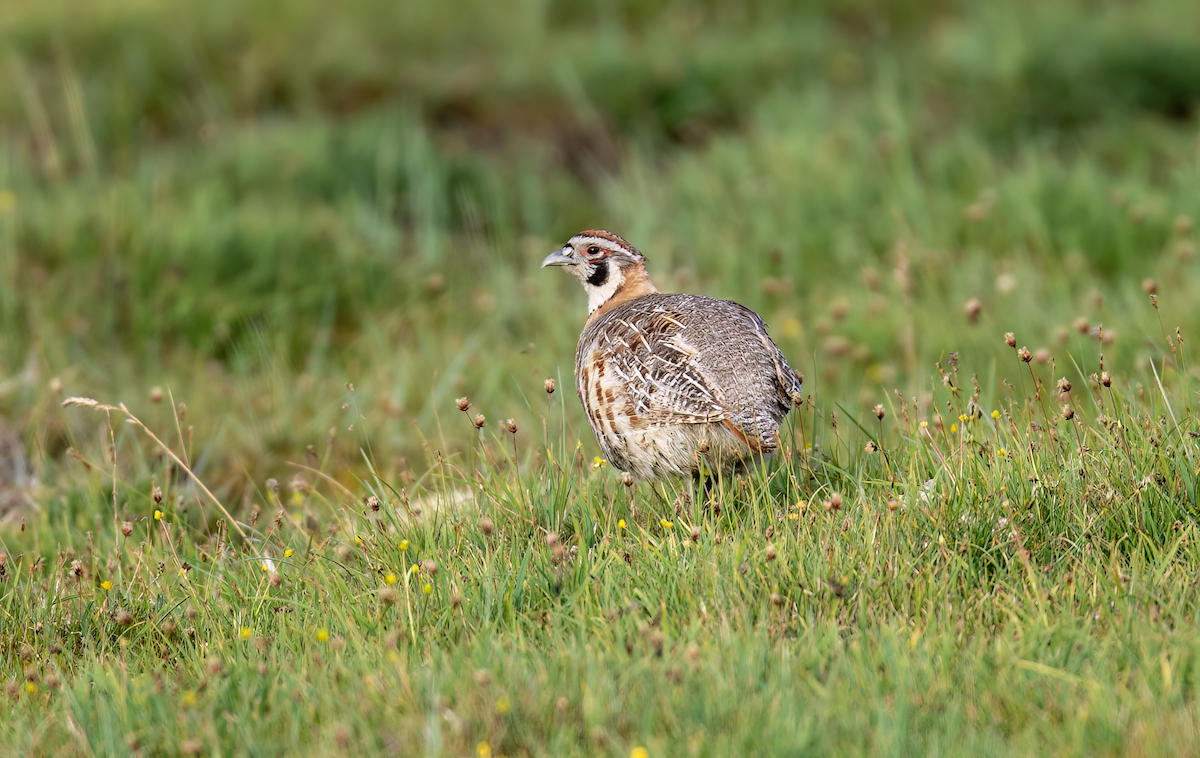 Tibetan Partridge - ML622068591