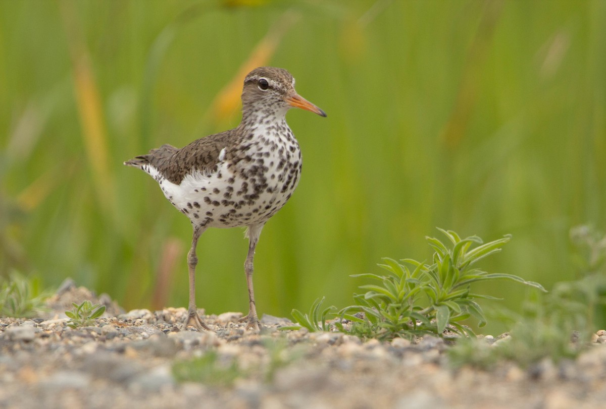 Spotted Sandpiper - ML622068645