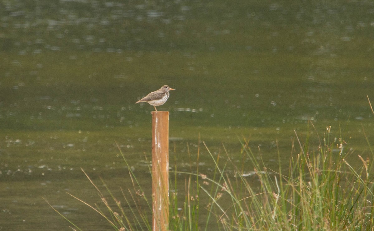 Spotted Sandpiper - ML622068646