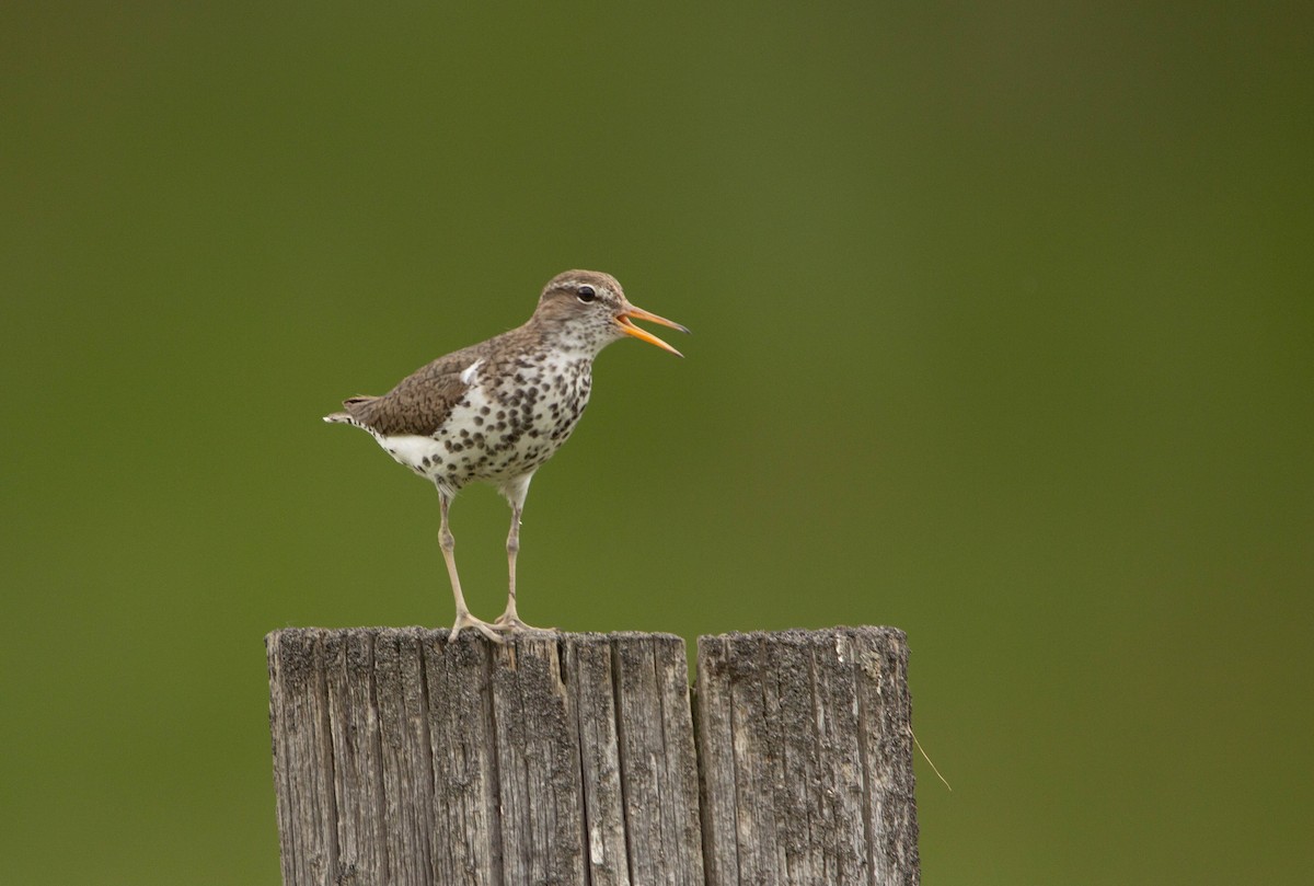 Spotted Sandpiper - ML622068648