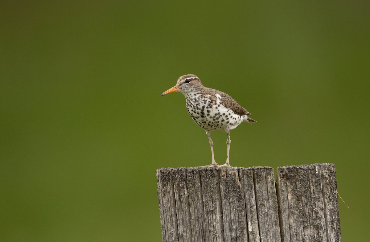 Spotted Sandpiper - ML622068649