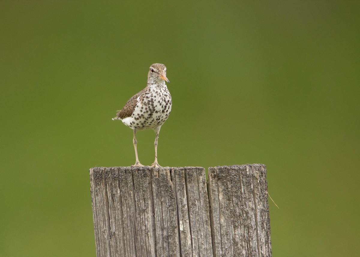 Spotted Sandpiper - ML622068650