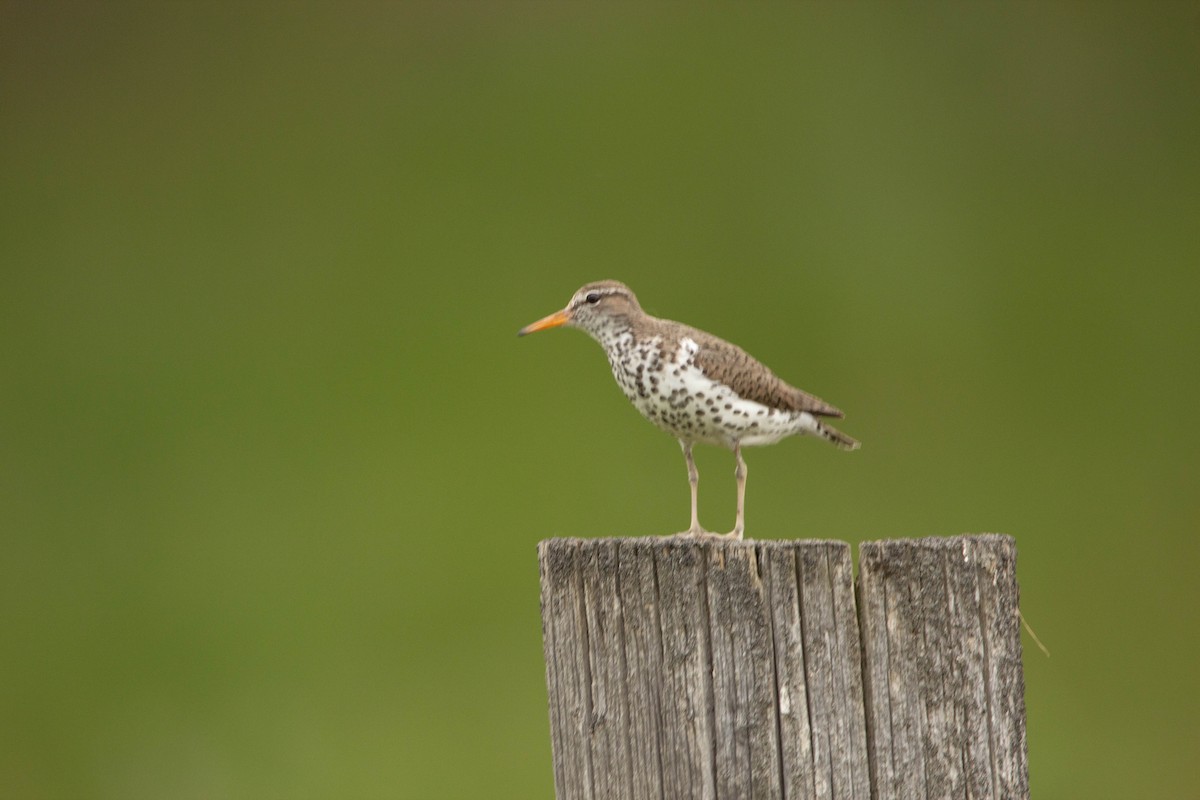 Spotted Sandpiper - ML622068651