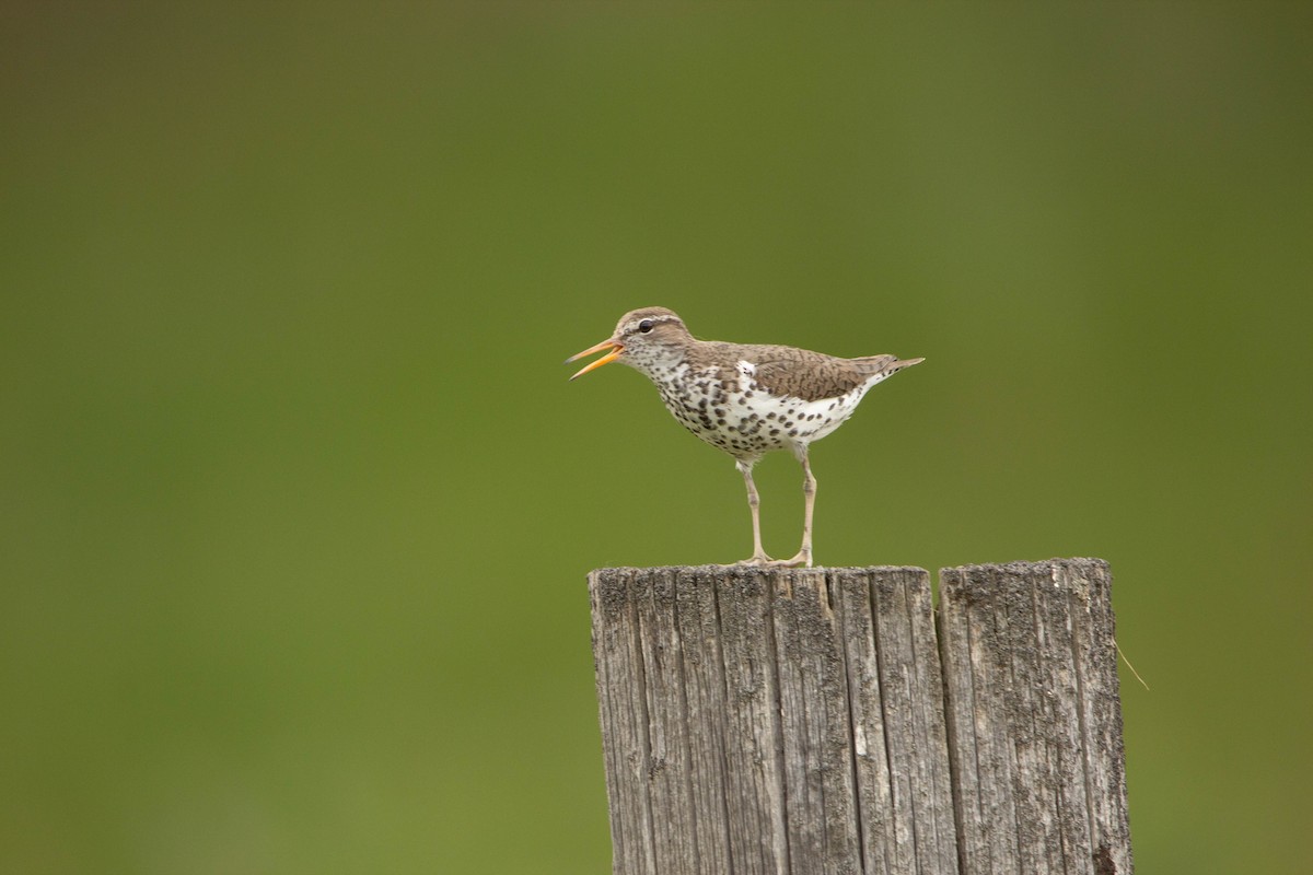 Spotted Sandpiper - ML622068652