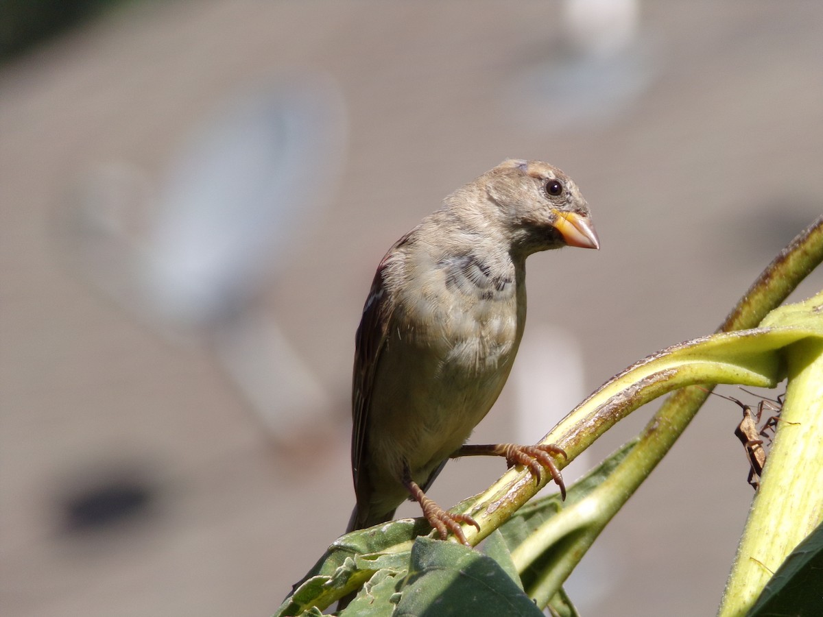 House Sparrow - ML622068718