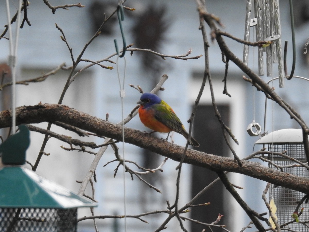 Painted Bunting - ML622068730