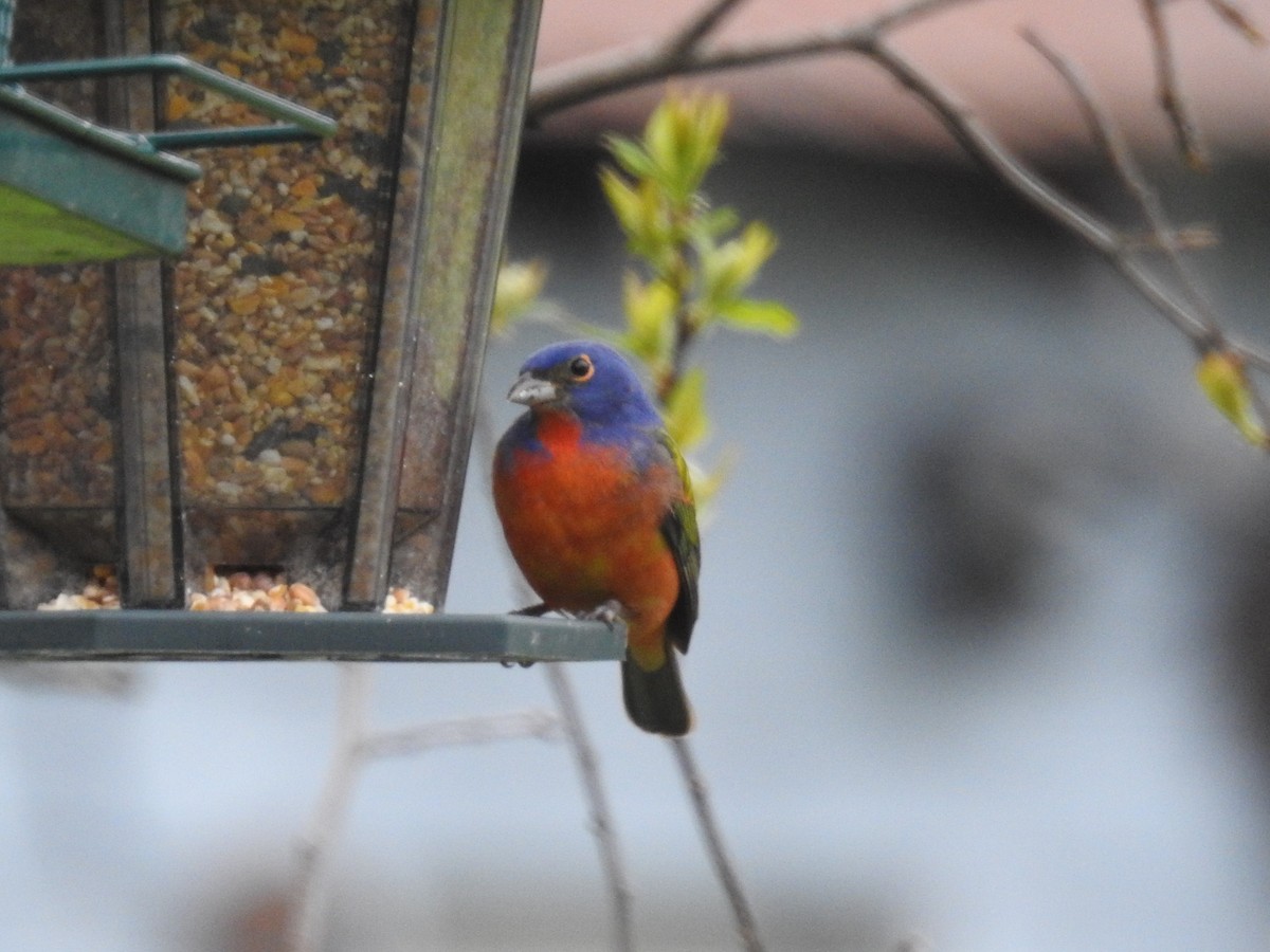Painted Bunting - ML622068731