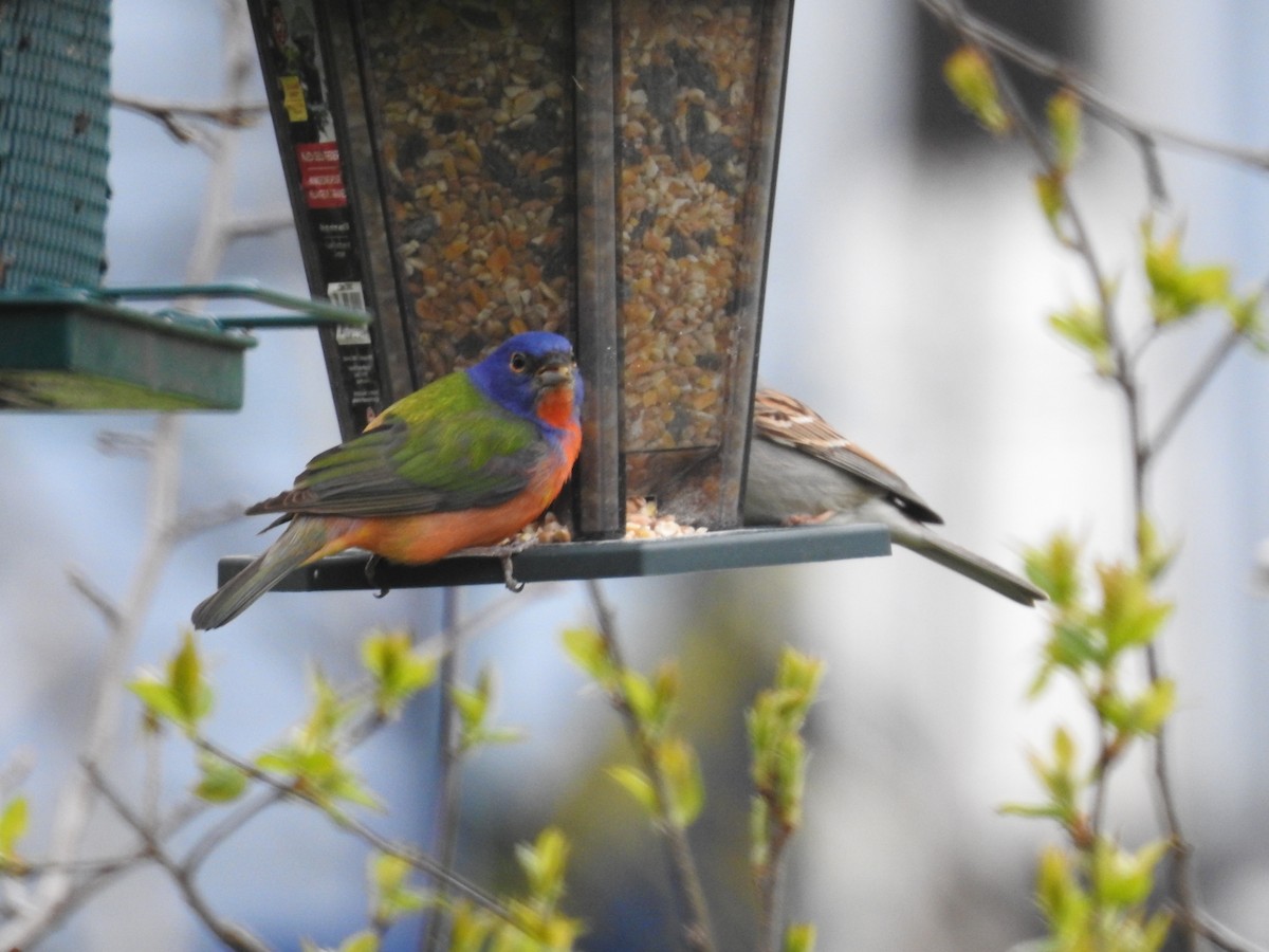Painted Bunting - ML622068732
