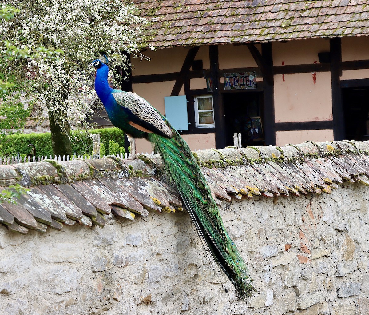 Indian Peafowl - ML622068733