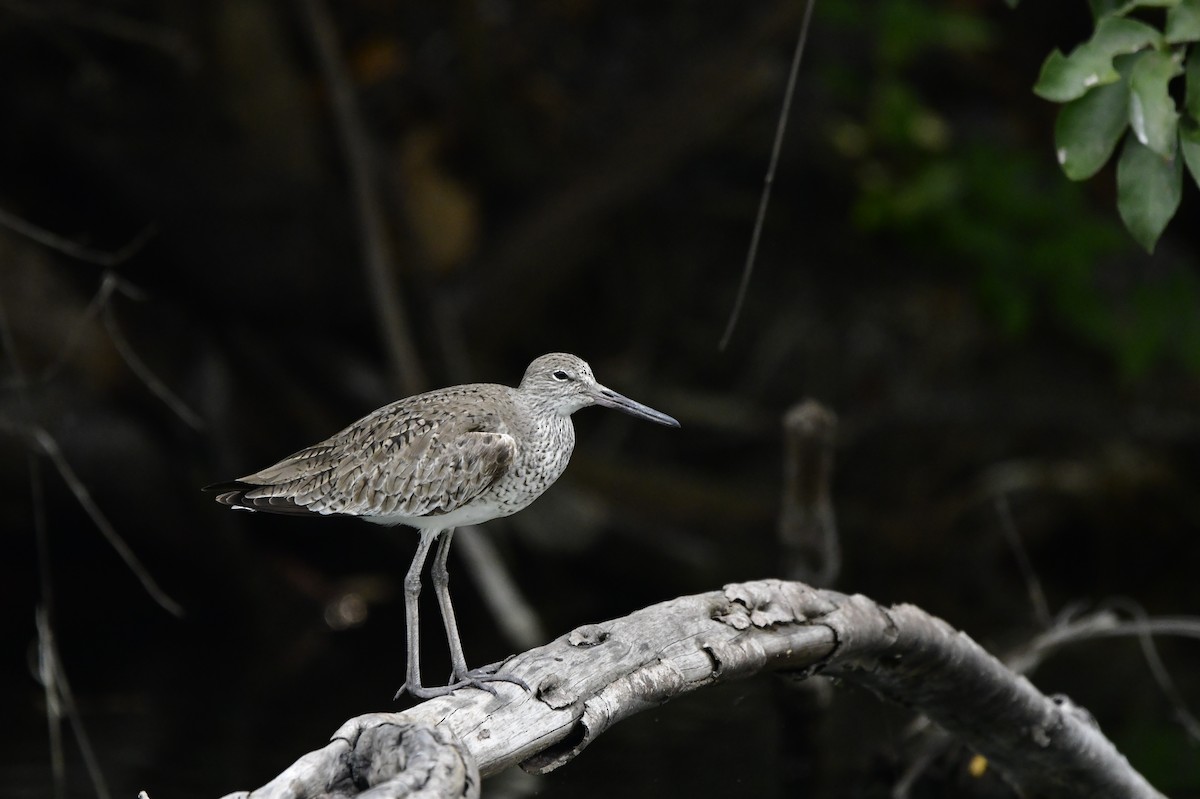 Willet - ML622068760
