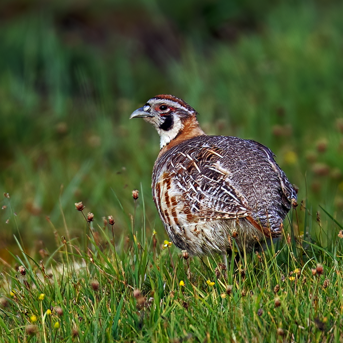 Tibetan Partridge - ML622068769