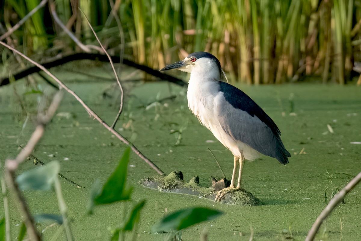 Black-crowned Night Heron - ML622068805