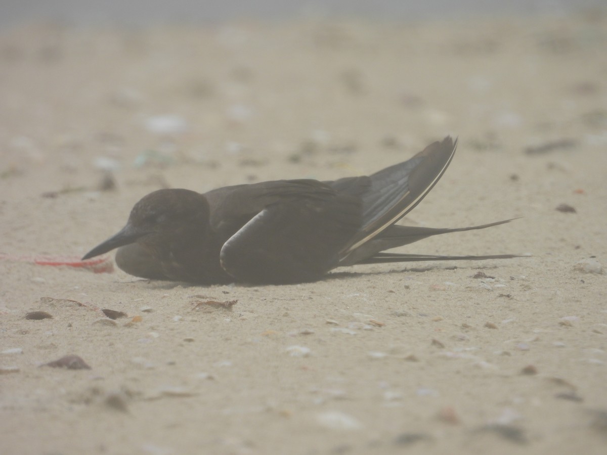 Sooty Tern - ML622068810