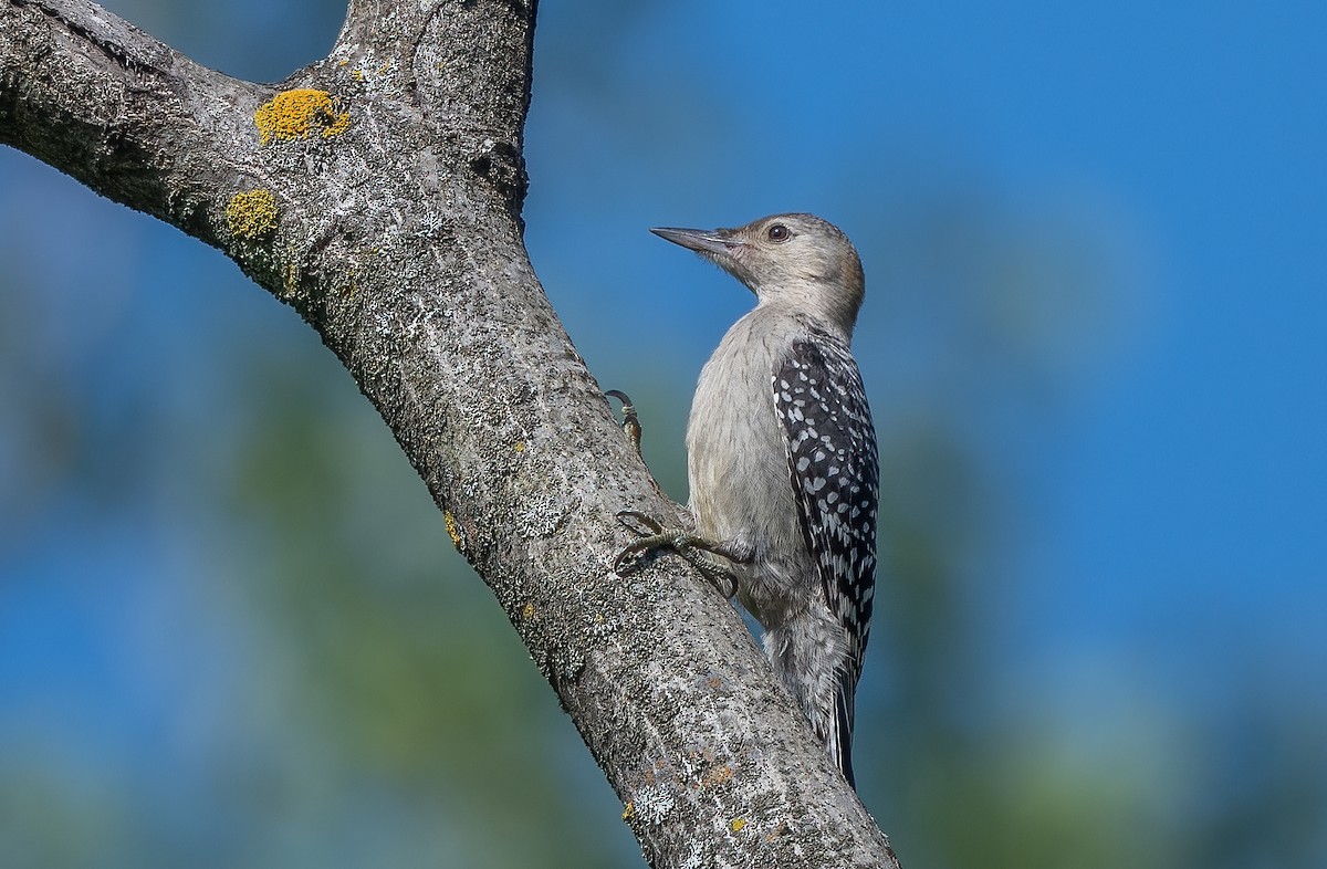 Red-bellied Woodpecker - ML622068826