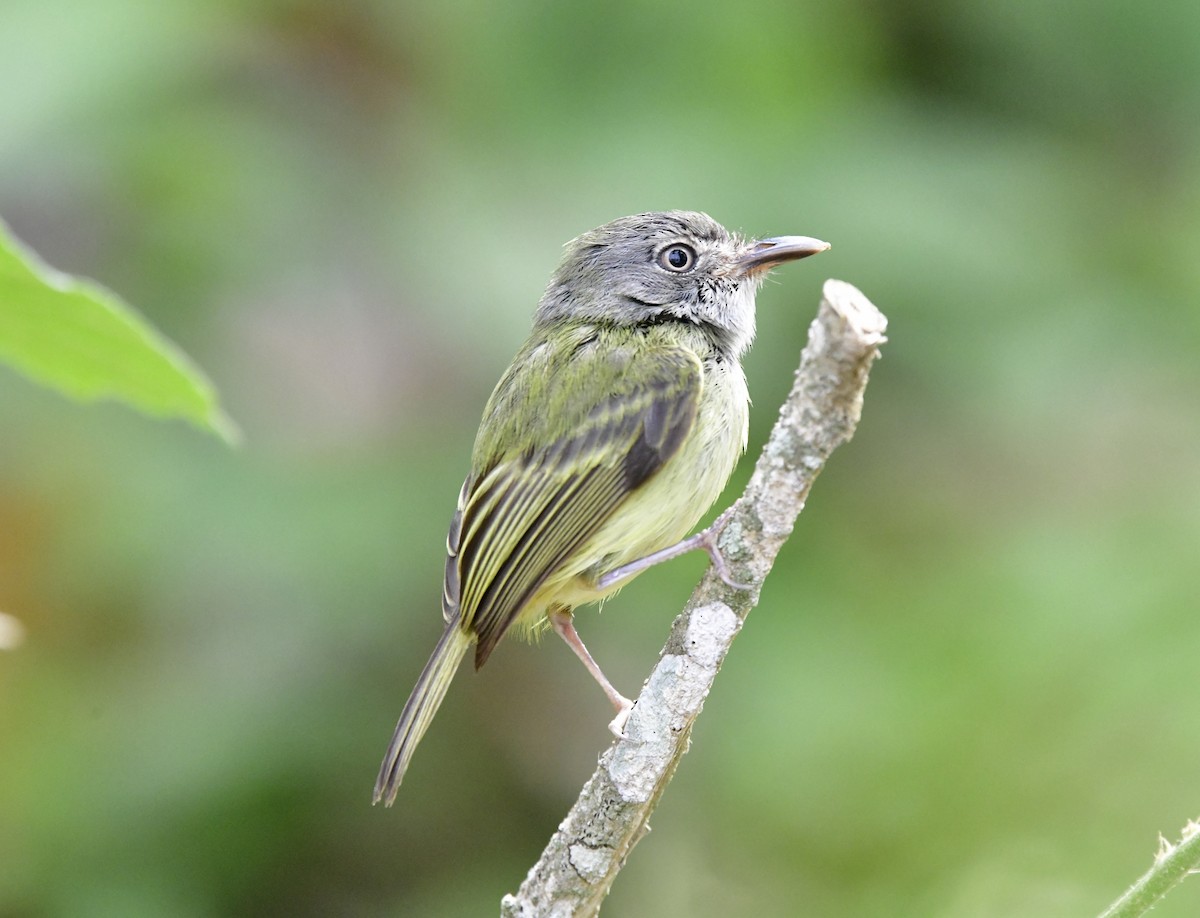 Northern Bentbill - ML622068868