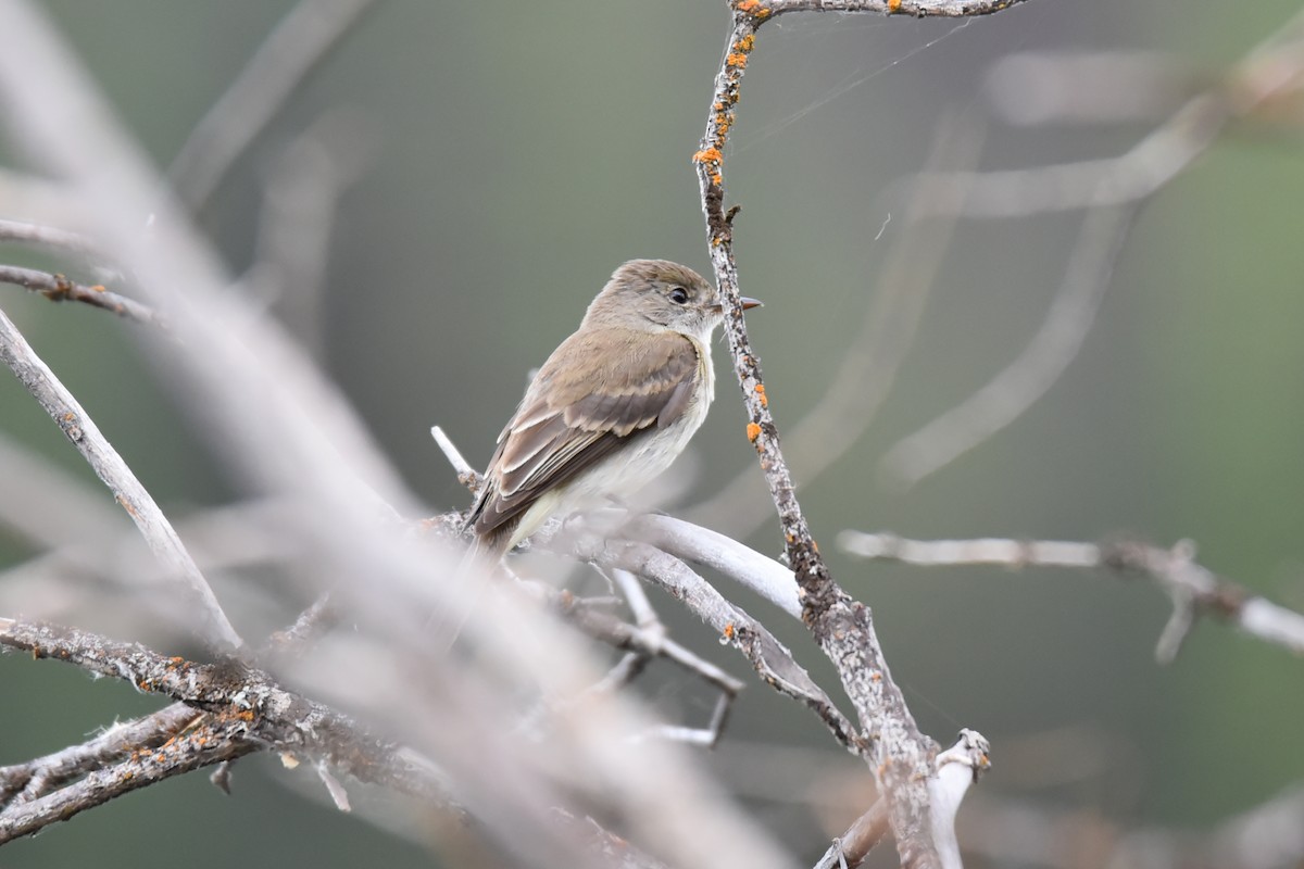 Willow Flycatcher - ML622068869