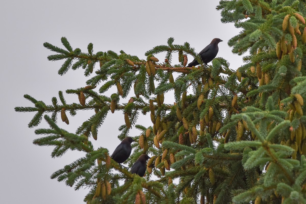 Brown-headed Cowbird - ML622068906