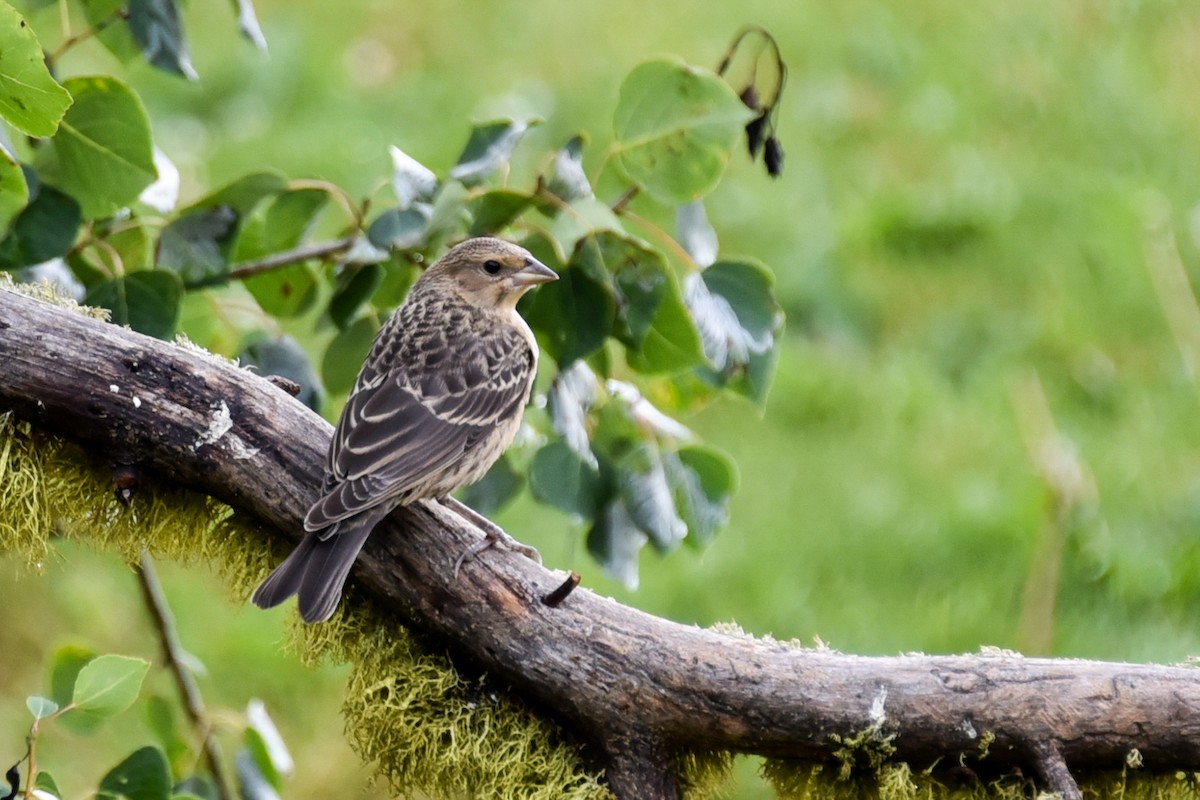 Brown-headed Cowbird - ML622068913