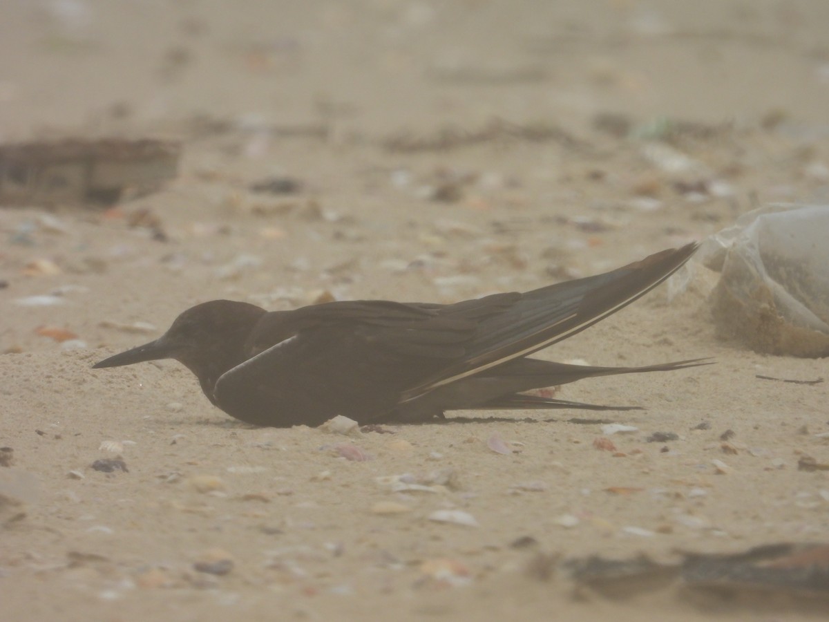 Sooty Tern - ML622068921