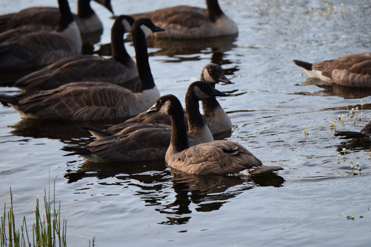 Canada Goose - ML622068942