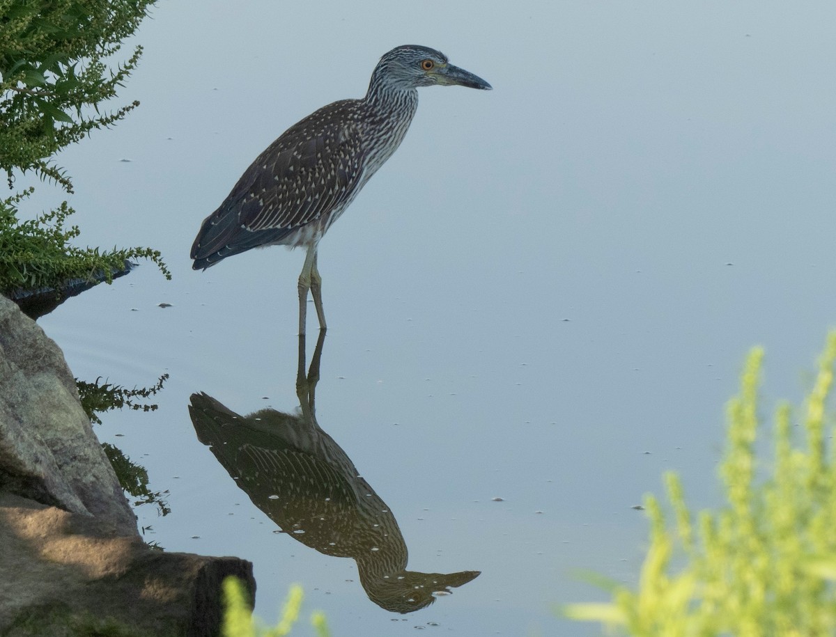 Black-crowned Night Heron - ML622068945