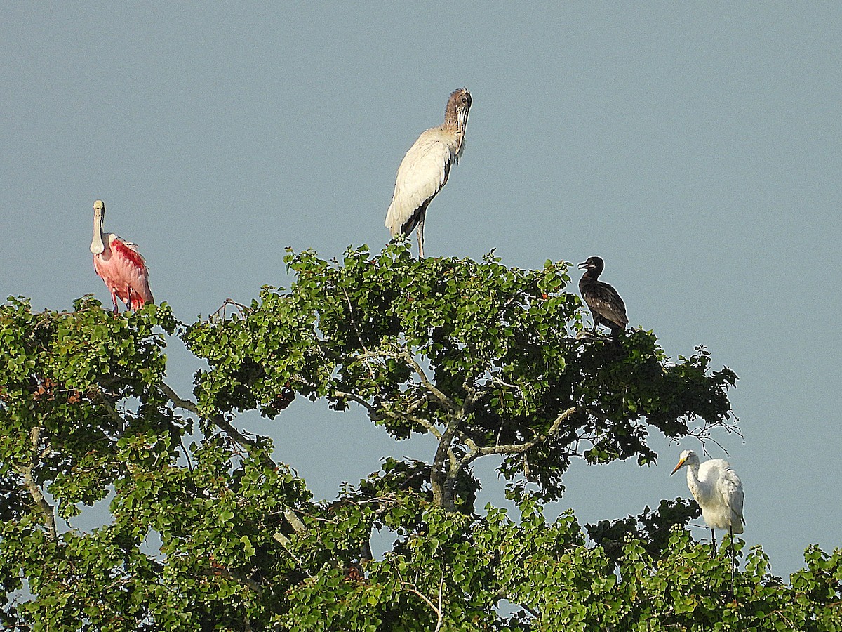 Wood Stork - ML622068954