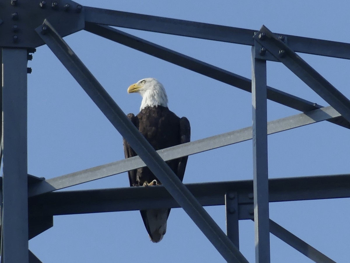 Bald Eagle - ML622068955