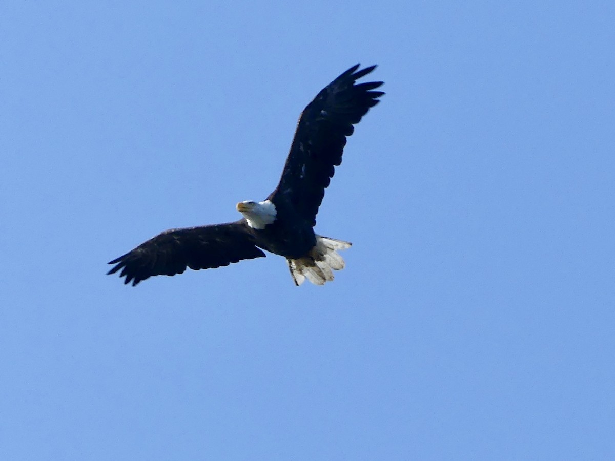 Bald Eagle - ML622068957