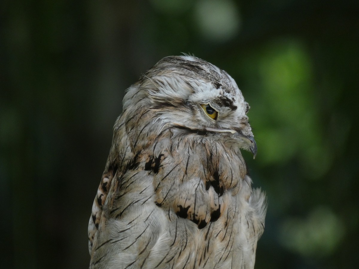 Northern Potoo - ML622068963