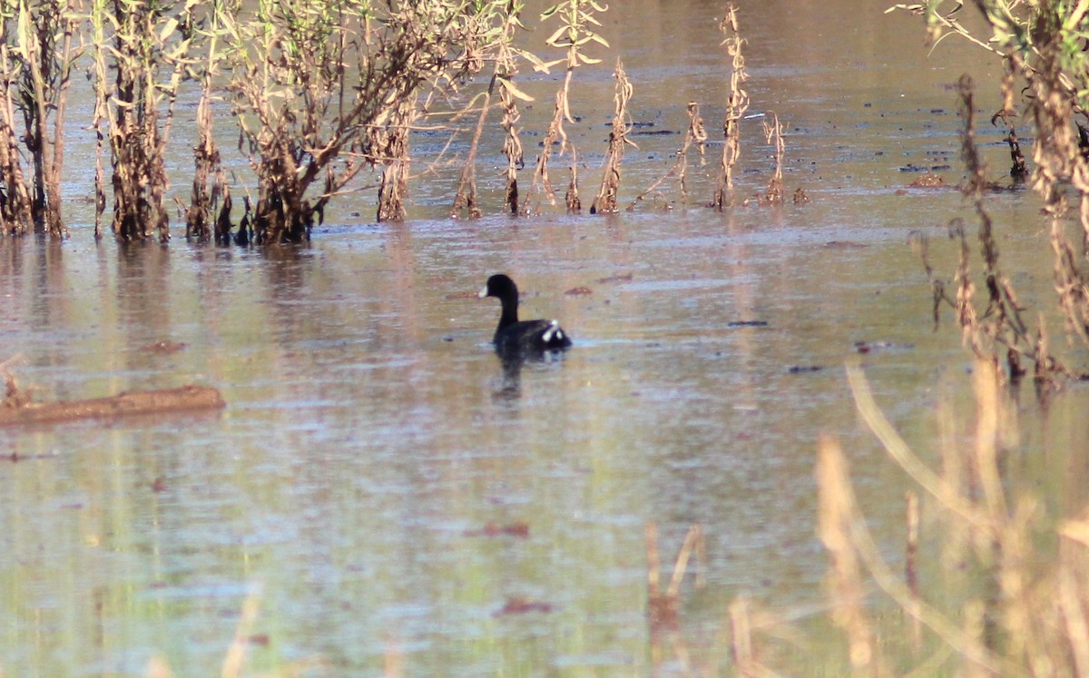 American Coot - ML622068964