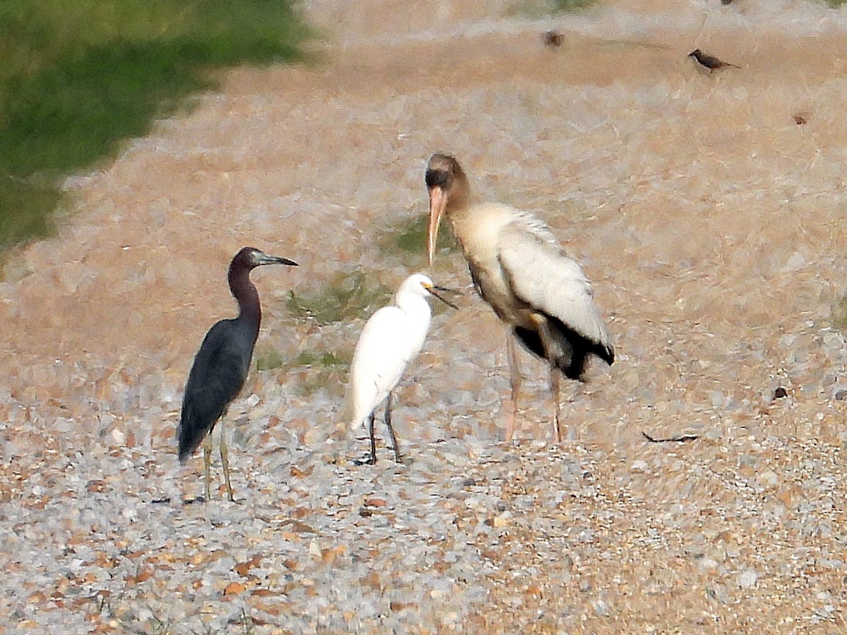 Wood Stork - ML622068965