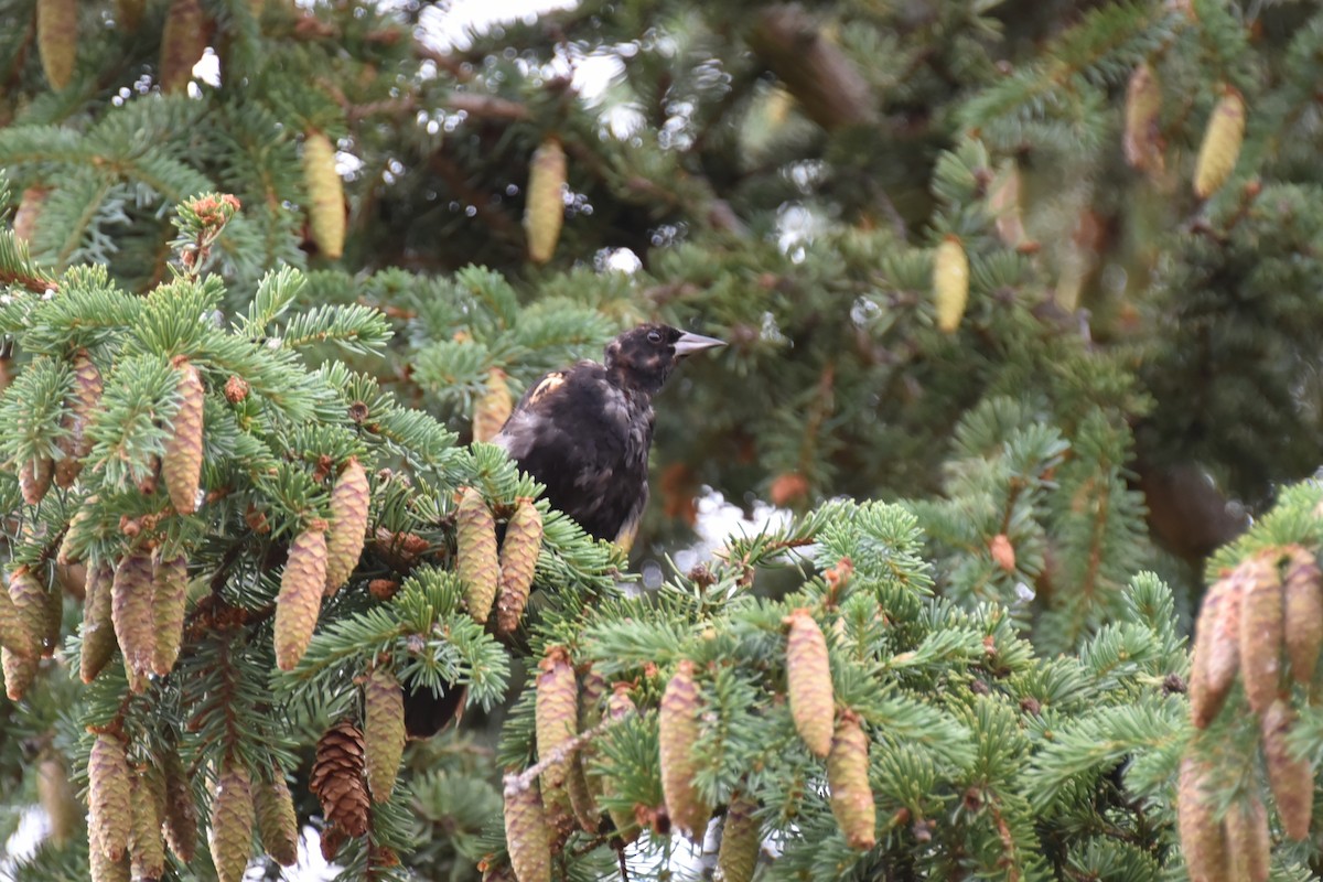 Red-winged Blackbird - ML622068966