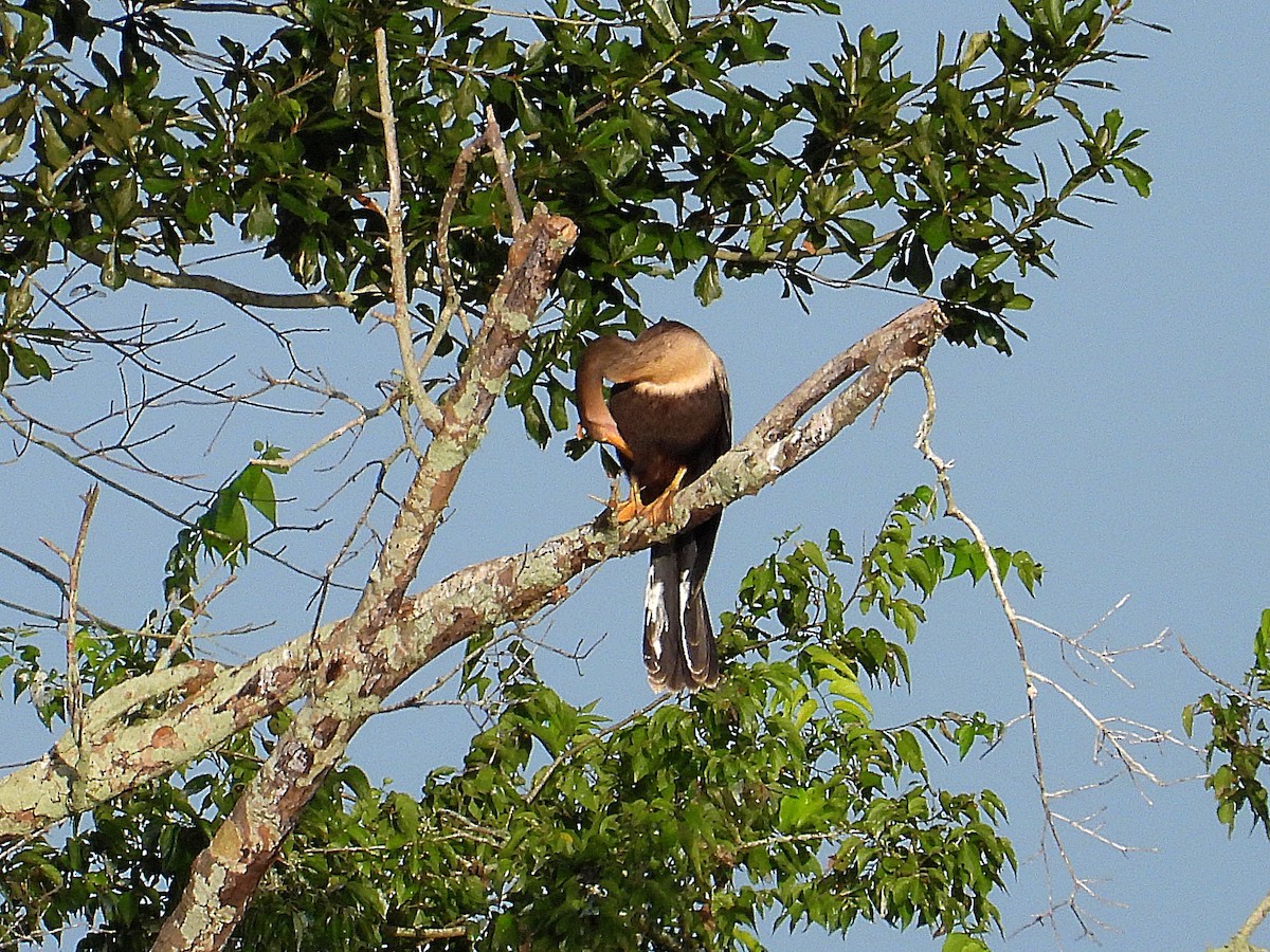 Anhinga - Michael Musumeche