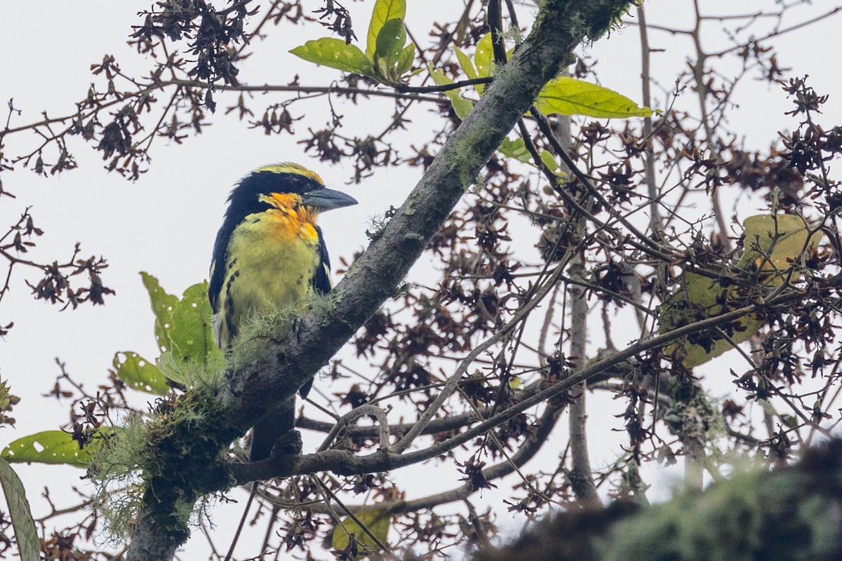 Gilded Barbet - ML622068969