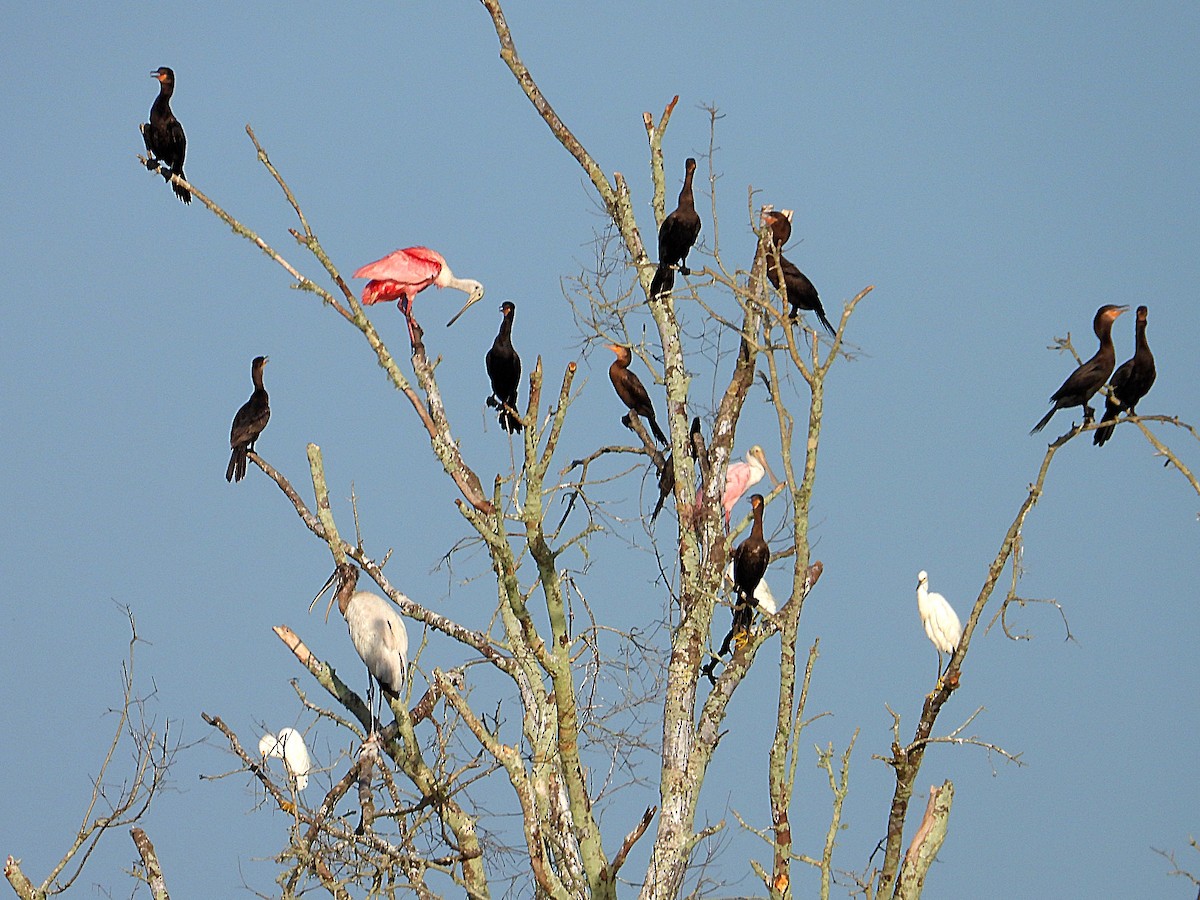 Neotropic Cormorant - ML622068971