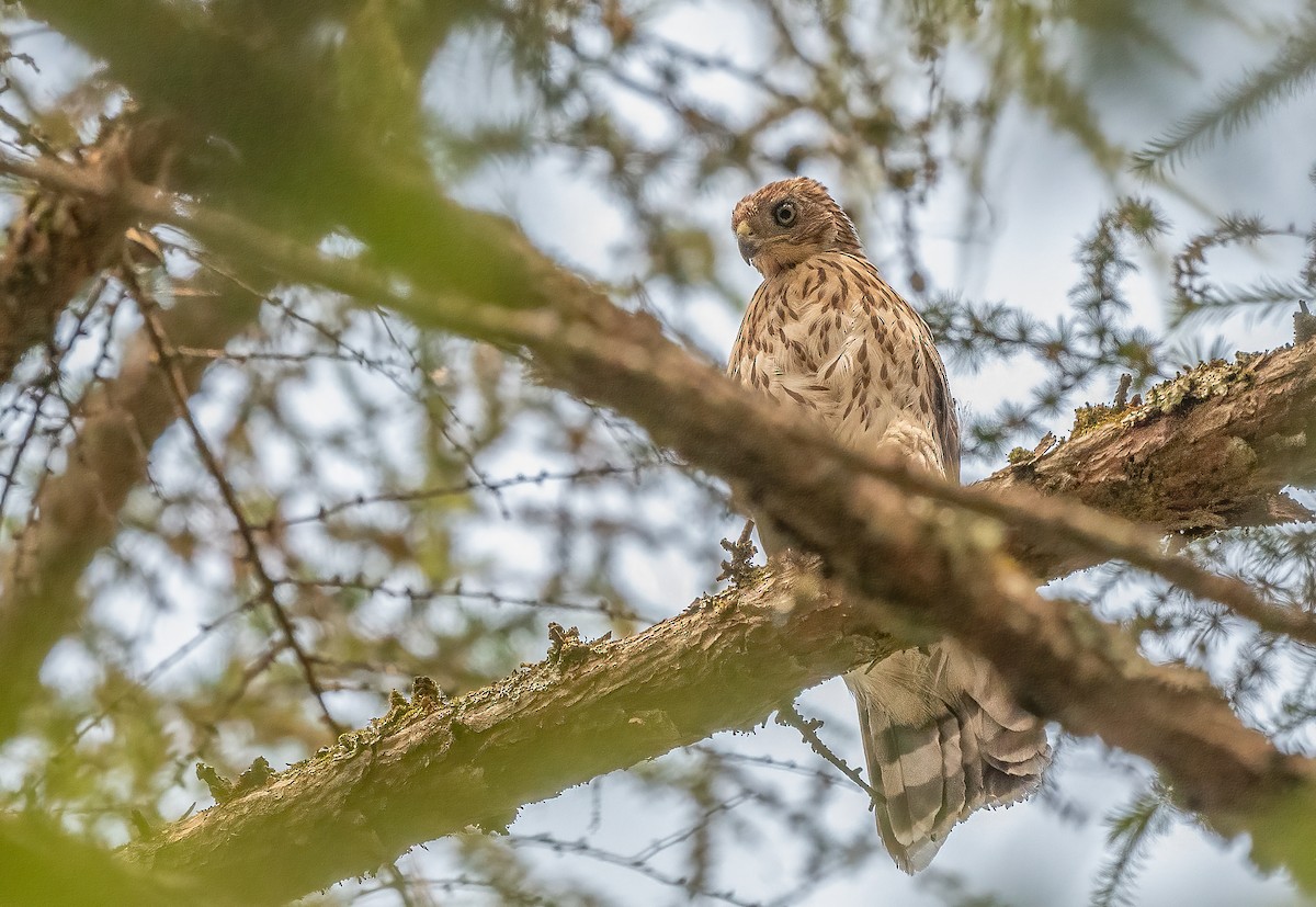 Cooper's Hawk - ML622068976