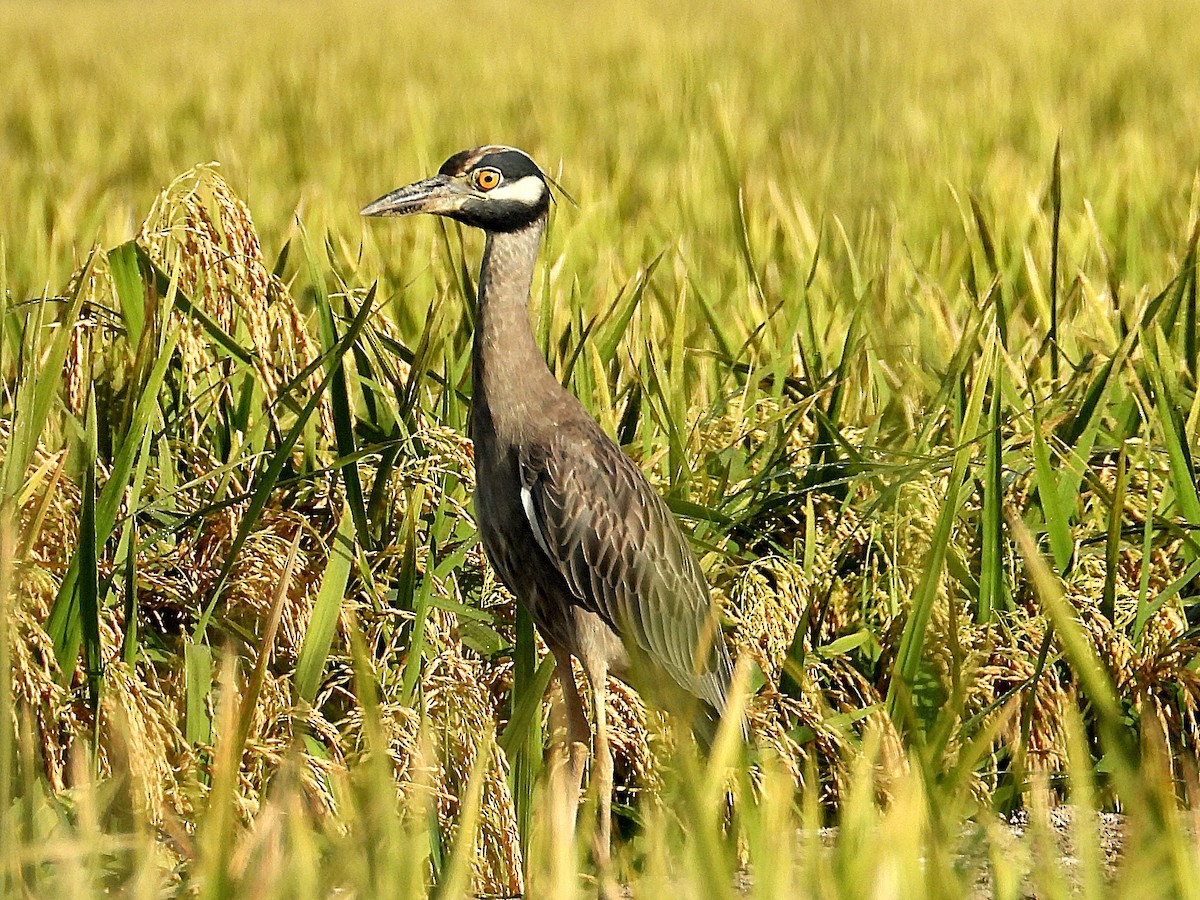 Yellow-crowned Night Heron - ML622068980