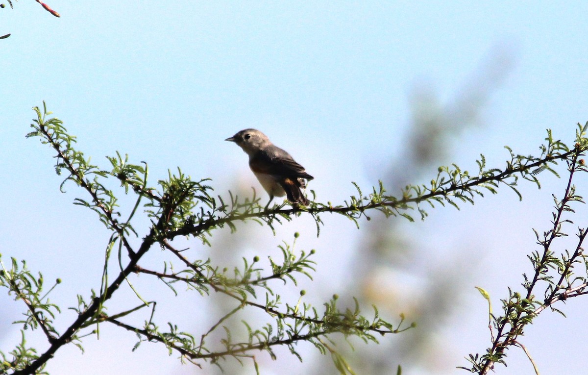 Lucy's Warbler - ML622068981