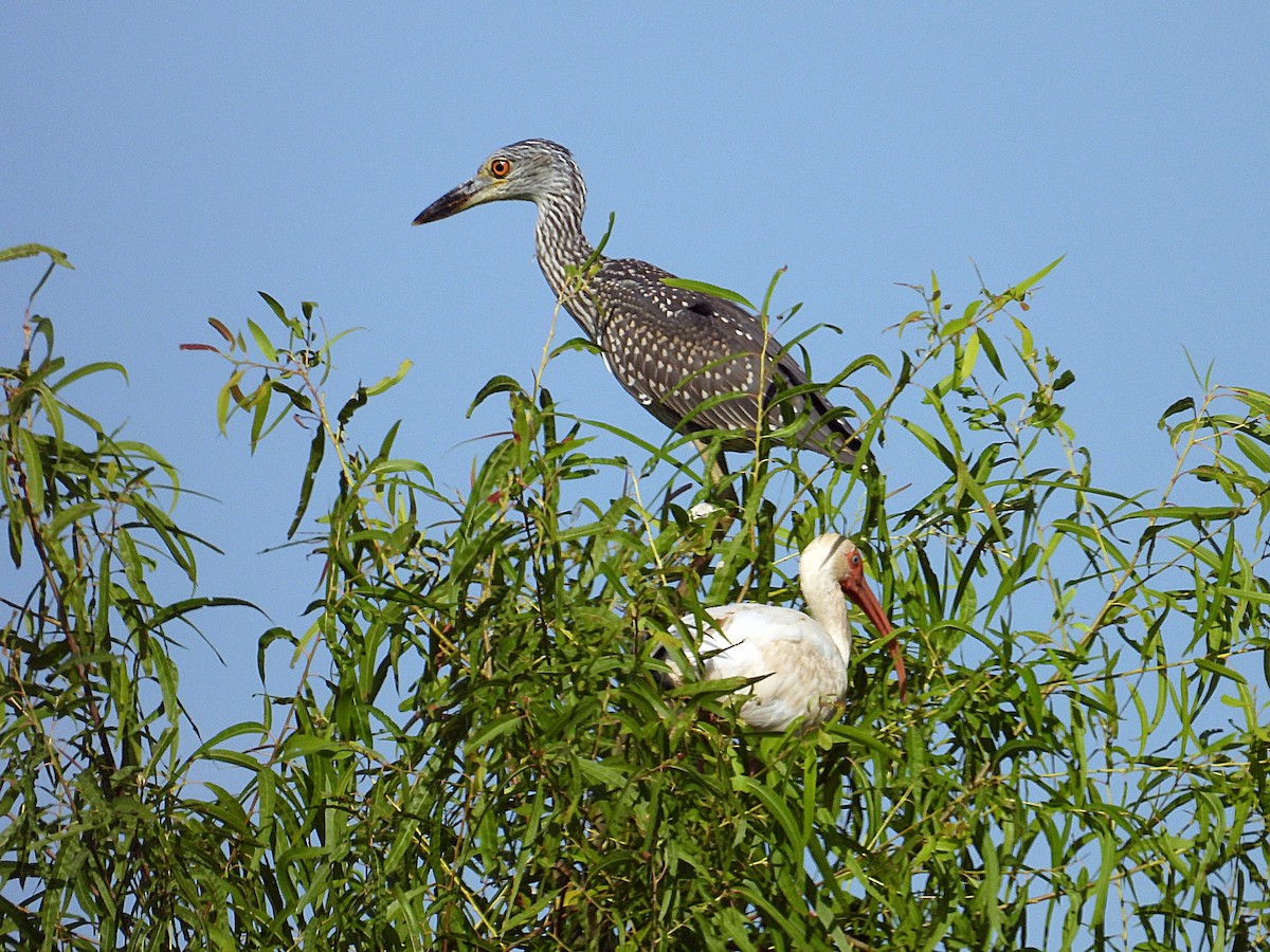 Yellow-crowned Night Heron - ML622068982